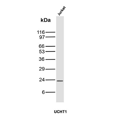 Anti-CD3e (T-Cell Marker), clone UCHT1