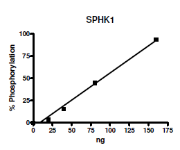 Sphingosine kinase 1, active human recombinant protein