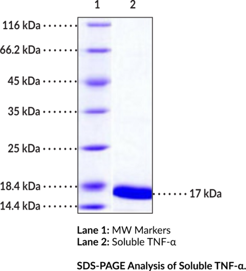 Soluble TNF-alpha (mouse, recombinant)
