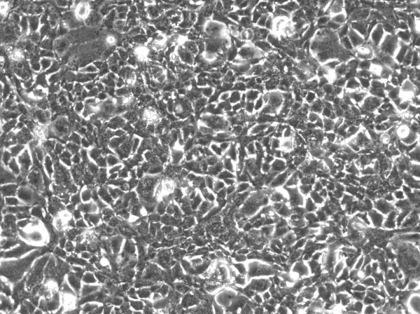 Hep-56.1D Cells