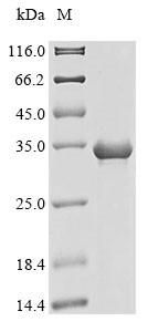 Trypsin-1 (PRSS1), human, recombinant