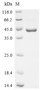 Aldo-keto reductase family 1 member C3 (AKR1C3), human, recombinant