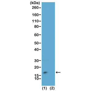 Anti-Trimethyl-Phospho-Histone H3 (Lys9/Ser10), Rabbit Monoclonal (RM162)