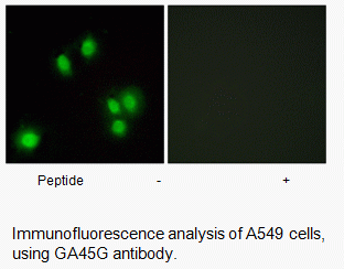 Anti-GA45G