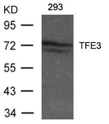 Anti-TFE3