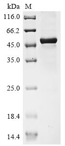 Interleukin-27 subunit beta (EBI3), partial, human, recombinant