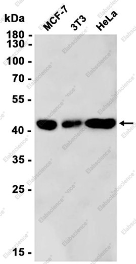 Anti-Recombinant PCYT1A, clone C212986