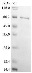 Chondroitin sulfate proteoglycan 4 (Cspg4), partial, rat, recombinant