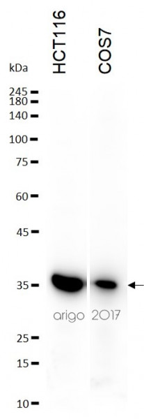 Anti-PCNA, clone 6B12-D7-H9