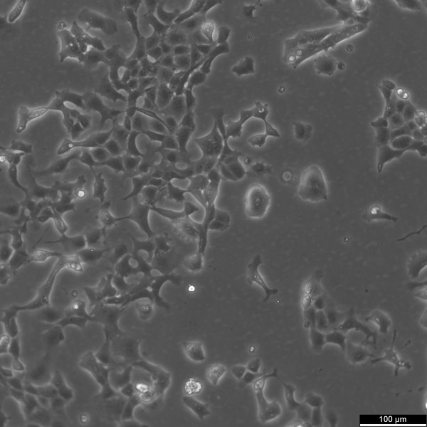 MLE-12 Cells