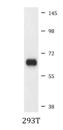 Anti-p70 S6 Kinase