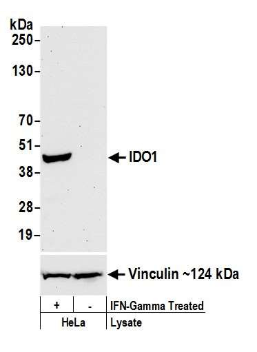 Anti-IDO1 Recombinant Monoclonal