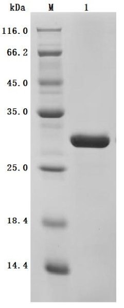 Myosin regulatory light chain 12A (MYL12A) (Active), human, recombinant