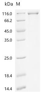 Protein mono-ADP-ribosyltransferase PARP14 (PARP14), partial, recombinant human