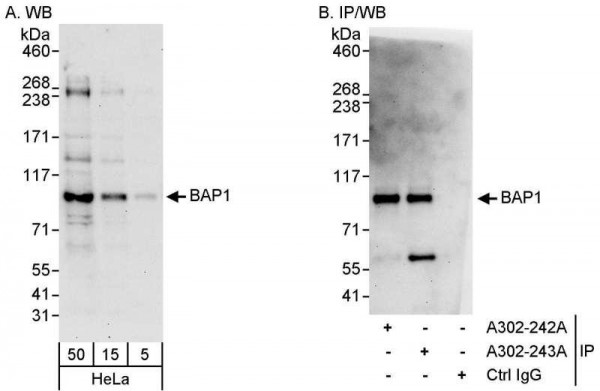 Anti-BAP1