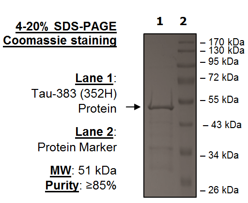 Tau-383 (N352H) Protein