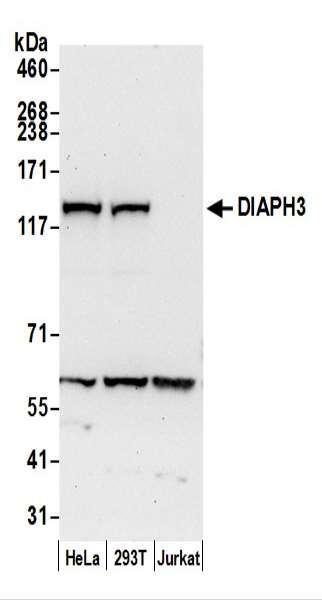 Anti-DIAPH3