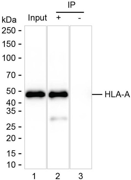 Anti-HLA-A