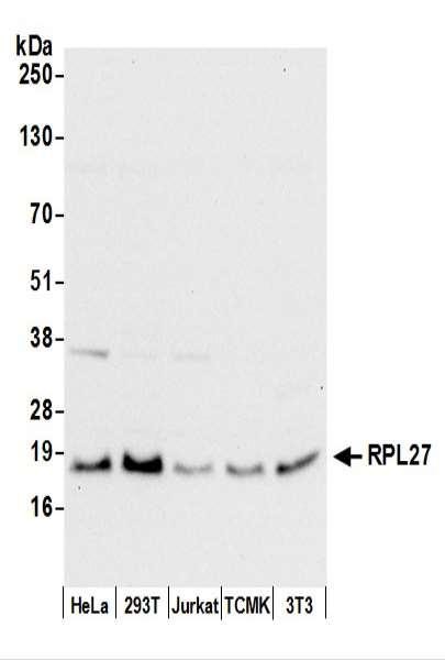 Anti-RPL27/Ribosomal Protein L27