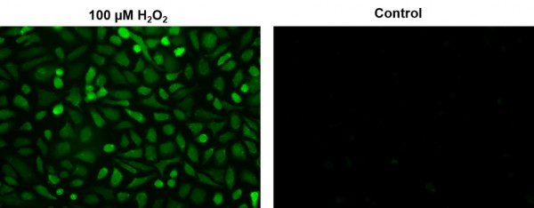 Amplite(TM) Intracelluar Fluorimetric Hydrogen Peroxide Assay Kit *Green Fluorescence*