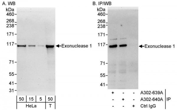 Anti-Exonuclease 1