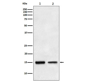 Anti-TGF alpha, clone AEGF-20