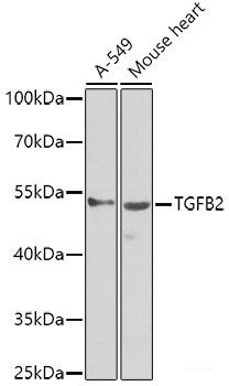 Anti-TGFB2