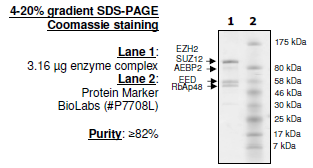 EZH2 (A677G)/EED/SUZ12/RbAp48/AEBP2 human protein complex