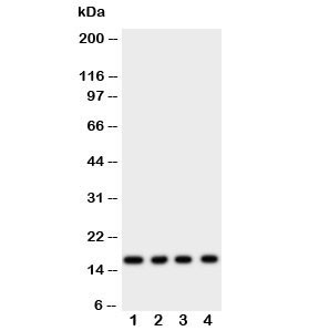 Anti-Myoglobin