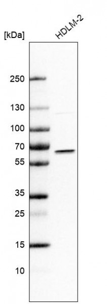 Anti-IRF5