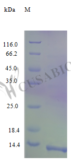 C-C motif chemokine 17 protein (CCL17) (Active), human, recombinant