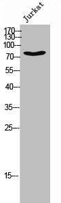 Anti-Phospho-DNM1L (S637)