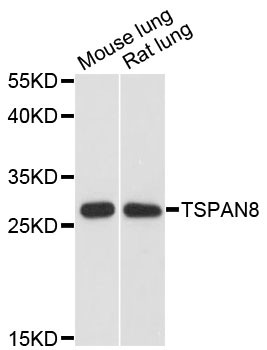 Anti-TSPAN8
