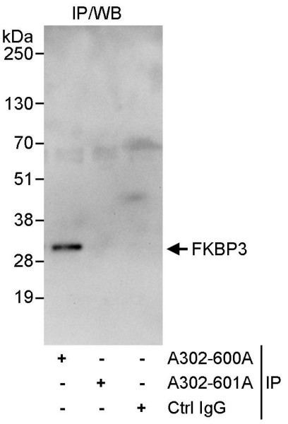 Anti-FKBP3