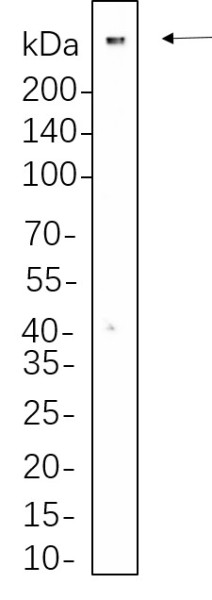 Anti-Recombinant 53BP1, clone 5F5