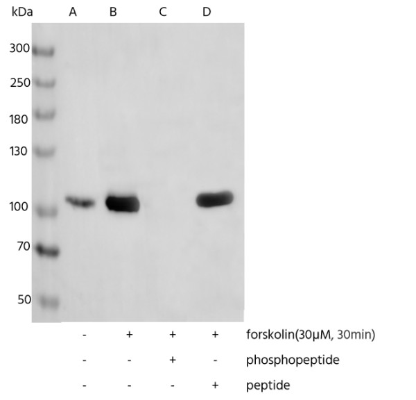Anti-Phospho-eEF2 (Thr56) Monoclonal Recombinant Antibody