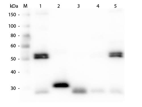 Anti-Rat IgG (H&amp;L) [Chicken] Peroxidase conjugated