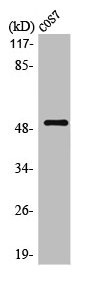 Anti-POU2F2