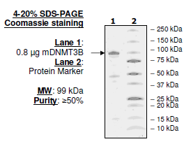 DNMT3B, active, murine recombinant, N-terminal His-tag