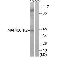 Anti-MAPKAPK2 (Ab-272)