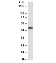 Anti-GPR39Antibody