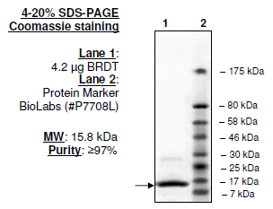 BRDT (257-382), His-tag, human recombinant protein