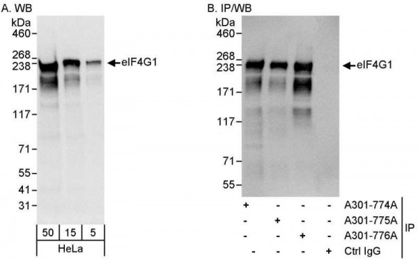 Anti-eIF4G1/eIF4GI