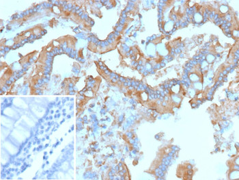Anti-c-RET / Ret proto-oncogene, clone r3F8