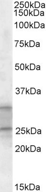 Anti-PEBP4, C-terminal