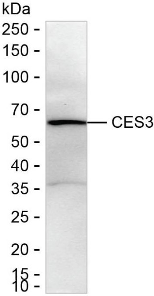 Anti-CES3