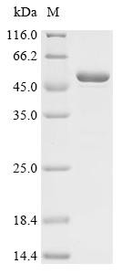 Matrix metalloproteinase-20 (Mmp20), mouse, recombinant
