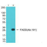 Anti-FADD (Ab-191)