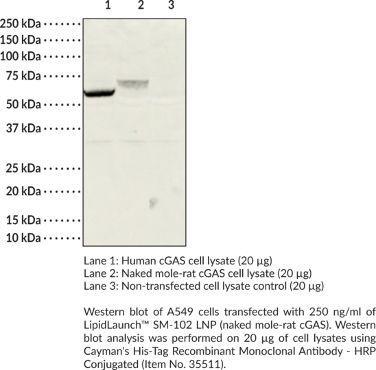 LipidLaunch(TM) SM-102 LNP (naked mole-rat cGAS)