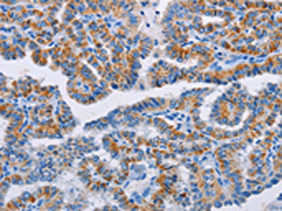 Anti-BCL2A1